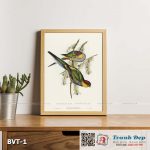 Tranh canvas vintage - Vẹt đuôi dài mũ đỏ (Platycercus pileatus) - BVT-1