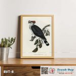 Tranh canvas vintage - Bồ câu Topknot (Lopholaimus Antarcticus) - BVT-8