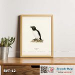Tranh canvas vintage - Chim Alca (Alca torda) - BVT-12