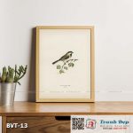 Tranh canvas vintage - Chim bạc má (Parus cinctus) - BVT-13