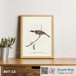 Tranh canvas vintage - Chim ăn mật (Tropidorhynchus argenticeps) - BVT-15