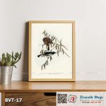 Tranh canvas vintage - Chim ăn mật (Melicophila picata) - BVT-17