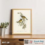 Tranh canvas vintage - Chim ăn mật (Ptilotis leucotis) - BVT-18