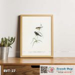 Tranh canvas vintage - Sẻ sao (Estrelda ruficauda) - BVT-27