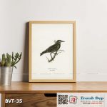 Tranh canvas vintage - Sáo đá xanh (Sturnus vulgaris) - BVT-35