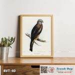 Tranh canvas vintage - Diều đuôi vuông (Milvus insures) - BVT-40