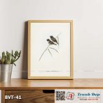 Tranh canvas vintage - Chim di (Donacola pectoralis) - BVT-41