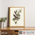 Tranh canvas vintage - Phường chèo vai trắng (Campephaga humeralis) - BVT-42