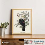 Tranh canvas vintage - Bồ câu (Carpophaga leucomela) - BVT-47
