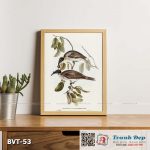 Tranh canvas vintage - Chim ăn mật (Tropidorhynchus corniculatus) - BVT-53