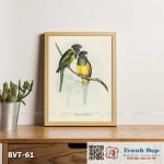 Tranh canvas vintage - Vẹt đuôi dài (Platycercus Bauerii) - BVT-61