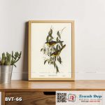 Tranh canvas vintage - Chim ăn mật (Ptilotis cratitius) - BVT-66