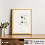 Tranh canvas vintage - Chim long cơ (Poephila acuticauda) - BVT-71