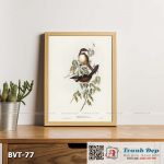 Tranh canvas vintage - Chim sẻ (Atrichia clamosa) - BVT-77