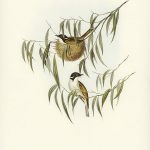 Tranh canvas vintage - Chim ăn mật (Melithreptus lunulatus) - BVT-6 - Ảnh 3