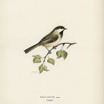 Tranh canvas vintage - Chim bạc má (Parus cinctus) - BVT-13 - Ảnh 3