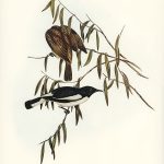 Tranh canvas vintage - Chim ăn mật (Melicophila picata) - BVT-17 - Ảnh 3
