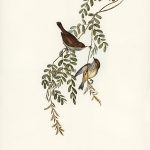 Tranh canvas vintage - Chim sẻ (Acanthiza Diemenensis) - BVT-20 - Ảnh 3