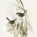 Tranh canvas vintage - Chim sơn ca (alamanthus fuliginosus) - BVT-21 - Ảnh 3