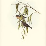Tranh canvas vintage - Chim ăn mật (Myzomela obscura) - BVT-55 - Ảnh 3