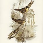 Tranh canvas vintage - Chim sẻ (Sericornis citreogularis) - BVT-58 - Ảnh 3