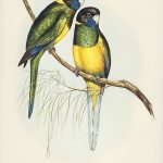 Tranh canvas vintage - Vẹt đuôi dài (Platycercus Bauerii) - BVT-61 - Ảnh 3