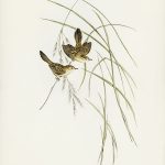 Tranh canvas vintage - Chim sẻ (Cysticola lineocapilla) - BVT-65 - Ảnh 3