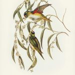 Tranh canvas vintage - Vẹt (Trichoglossus Porphyrocephalus) - BVT-76 - Ảnh 3
