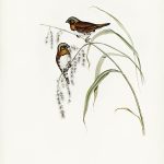 Tranh canvas vintage - Chim di (Donacola castaneothorax) - BVT-24 - Ảnh 3
