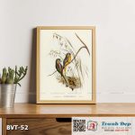 Tranh canvas vintage - Vẹt đuôi dài (Euphema pulchella) - BVT-52