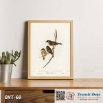 Tranh canvas vintage - Chim sẻ (Petroica fusca) - BVT-69